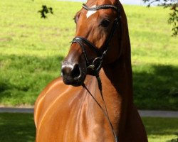 broodmare Quiet Passion (Hanoverian, 2012, from Quaterback)