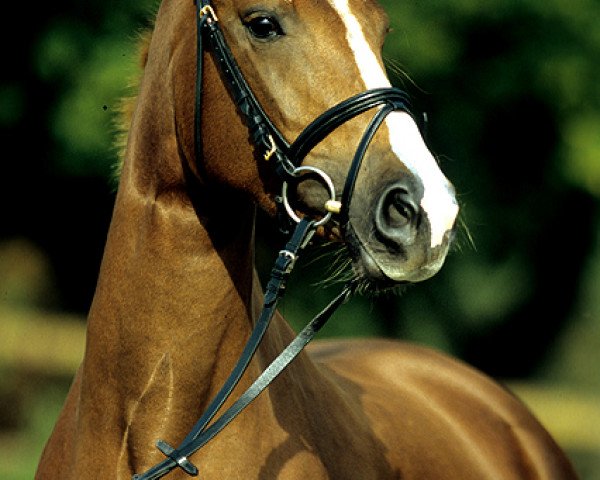 horse La Valetta (Hanoverian, 2008, from Leyenberg)