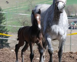 broodmare Wonne V (Holsteiner, 2006, from Coradus)