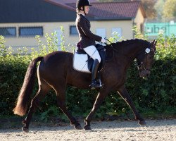 horse Condor vom Breuberg (Welsh-Cob (Sek. C), 2005, from Chirko)