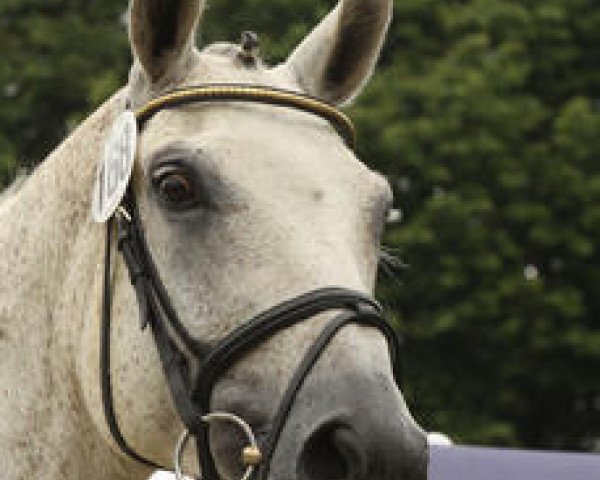 broodmare Geraldine (Hanoverian, 1998, from Graf Top)