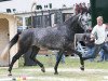 broodmare Cameron Diaz (Hanoverian, 2006, from Cornet Obolensky)