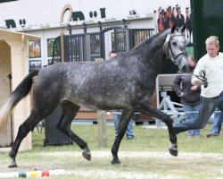 broodmare Cameron Diaz (Hanoverian, 2006, from Cornet Obolensky)