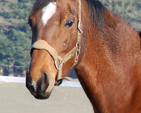broodmare Arina Z (Zangersheide riding horse, 1995, from Argentinus)