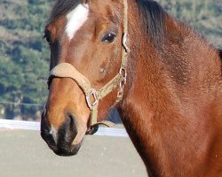 Zuchtstute Arina Z (Zangersheide Reitpferd, 1995, von Argentinus)