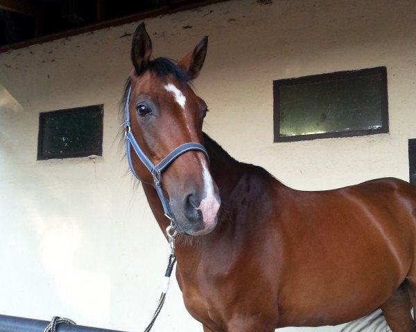 horse Daxstein (Trakehner, 2000, from Graziello)