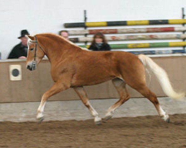 stallion Aragon (Haflinger, 2000, from Abendstern)