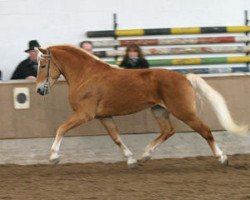 Deckhengst Aragon (Haflinger, 2000, von Abendstern)