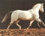 Pferd Inschallah AA (Anglo-Araber, 1968, von Israel AA)