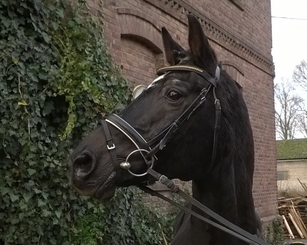 stallion Werdicco (Rhinelander, 1996, from Welt Hit II)