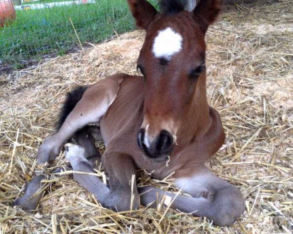 Dressurpferd Storm (Deutsches Reitpony,  , von Vito)