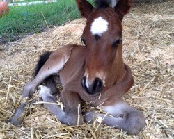 Dressurpferd Storm (Deutsches Reitpony,  , von Vito)