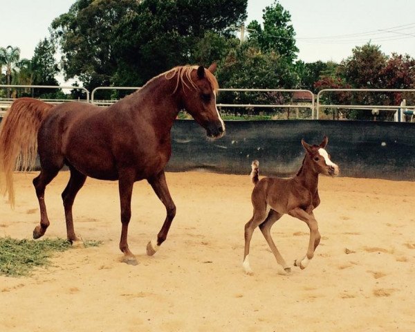 broodmare Simeon Salaeh (Arabian thoroughbred, 2009, from Asfour 1984 EAO)