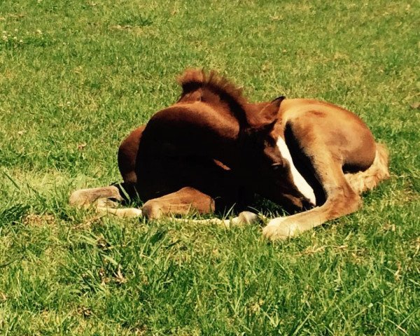 Dressurpferd AKL Valetta (Deutsches Reitpony, 2015, von Vito)