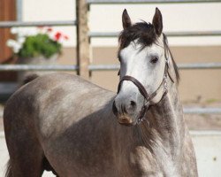 horse Livius (Deutsches Sportpferd, 2008, from Levinus)