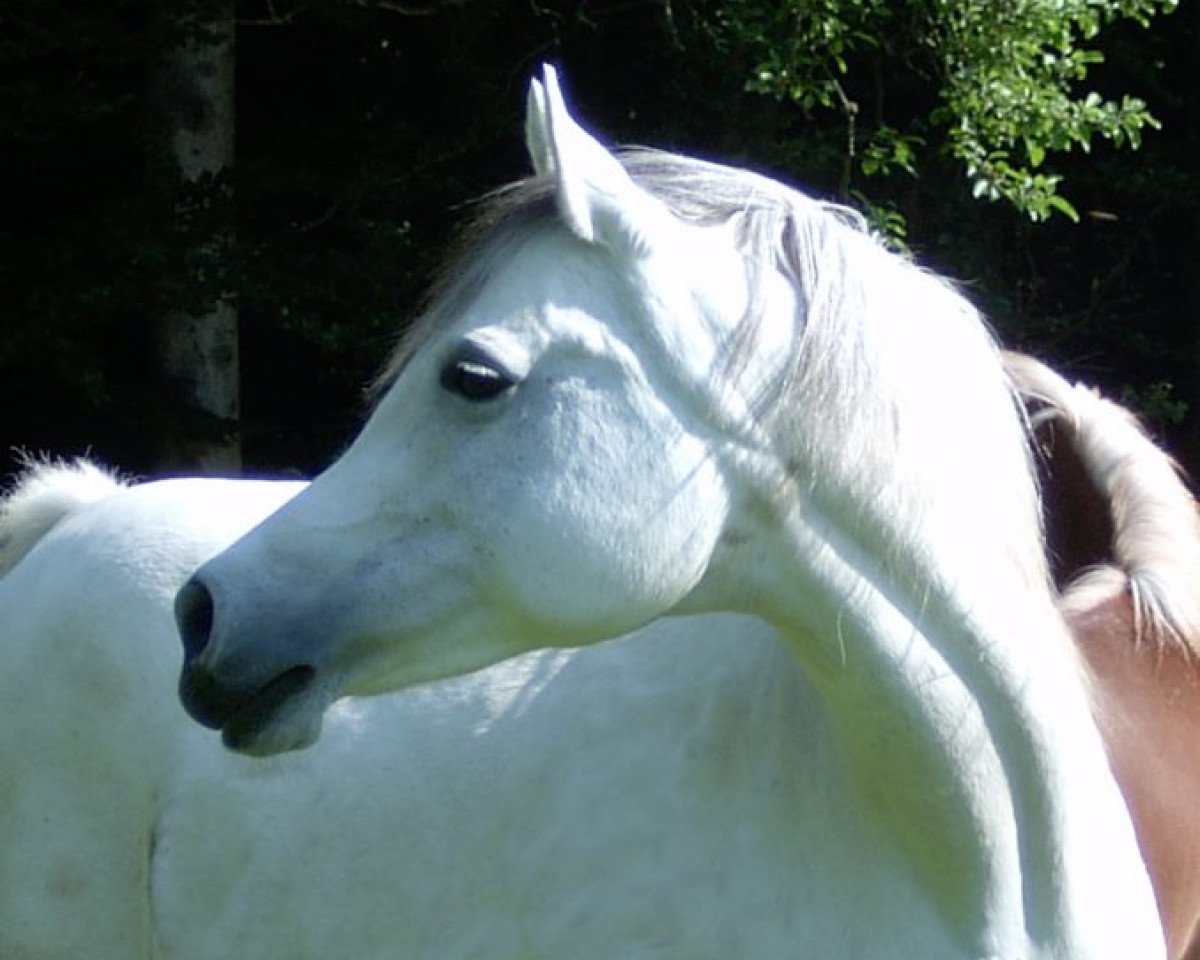 broodmare Ladani Bint Estopa Son ox (Arabian purebred, 1991, from Estopa Son ox)