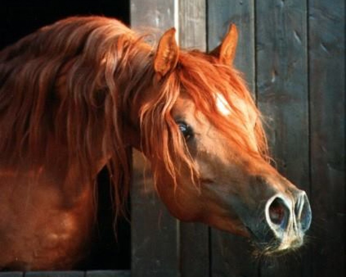 stallion El Thay Mameluk EAO (Arabian purebred, 1988, from Ibn Nazeema EAO)