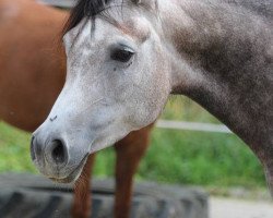 broodmare AL Lani Bint Shaklan (Arabian thoroughbred, 2008, from Shaklan Ibn Bengali ox)