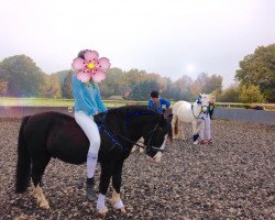 dressage horse Chester (Welsh, 2001, from Carisma)