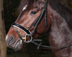 Springpferd Lord Lancester (Rheinländer, 2012, von Lord Beckham)