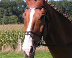 dressage horse Picacho 2 (Bavarian, 2000, from Pilotek)