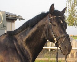 dressage horse Daluo (Oldenburg, 2006, from Dr Doolittle 45)