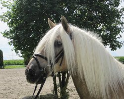 Pferd Schlawiner 30 (Haflinger, 1995, von El.H. /P.H Steinadler)