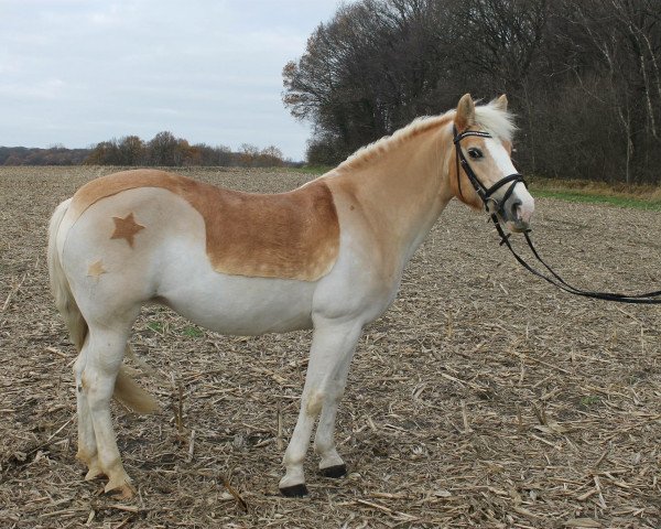 dressage horse Ribanna 42 (Haflinger, 1999)
