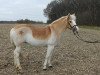 dressage horse Ribanna 42 (Haflinger, 1999)