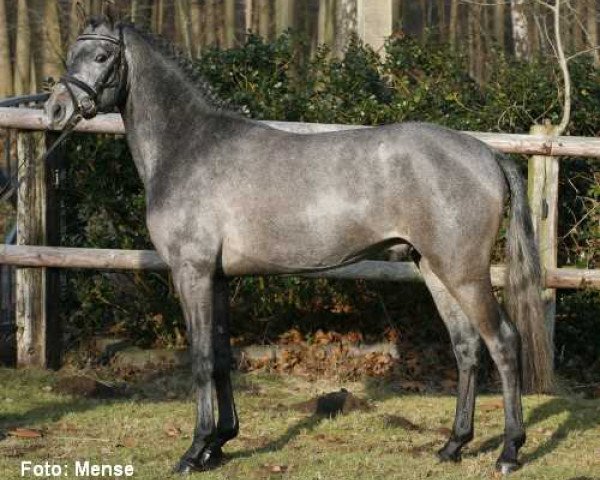 stallion Dream of Lord (German Riding Pony, 2006, from Der feine Lord AT)