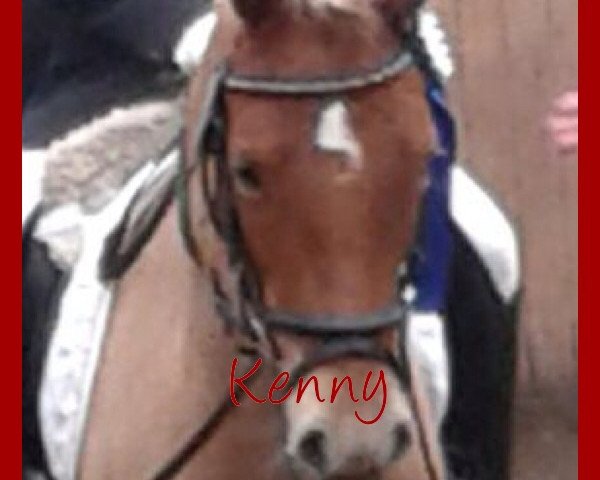 jumper Kenny (German Riding Pony, 2010)