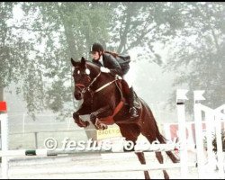 jumper Moonrise Kingdom (Trakehner, 2005, from Finley M)