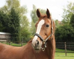 Zuchtstute Quechua van het Lindenhof (Belgisches Warmblut, 1993, von Remondo)