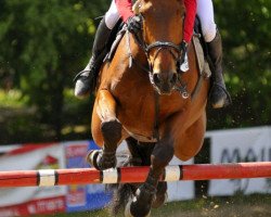 Pferd Bocelli van Paemel (Belgisches Warmblut, 2001, von Sheyenne de Baugy)