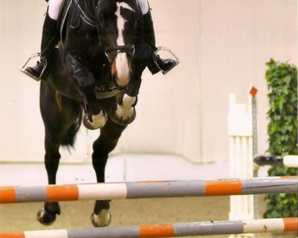 stallion Festo van Paemel (Belgian Warmblood, 2005, from Cicero Z van Paemel)