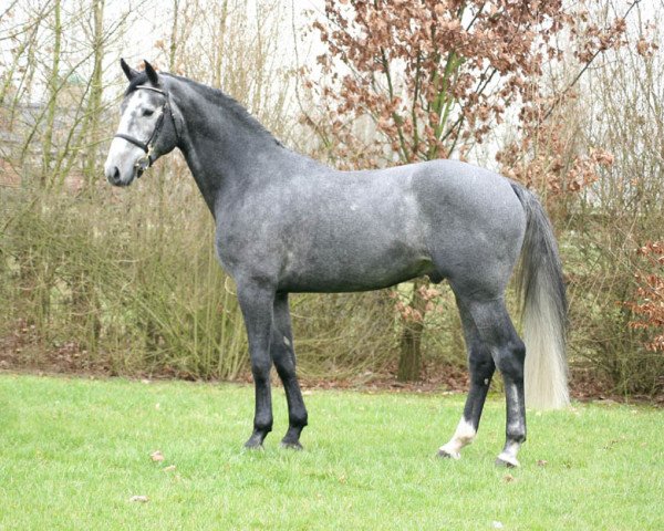 stallion Galisco van Paemel (Belgian Warmblood, 2006, from Cicero Z van Paemel)