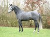 Deckhengst Galisco van Paemel (Belgisches Warmblut, 2006, von Cicero Z van Paemel)