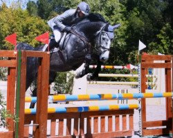 jumper Fidel Castro van Paemel (Belgian Warmblood, 2005, from Cicero Z van Paemel)