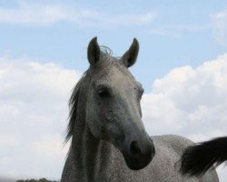 broodmare Sissi (Hanoverian, 1992, from Sandro)