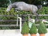 stallion Frederico van Paemel (Belgian Warmblood, 2005, from Cicero Z van Paemel)