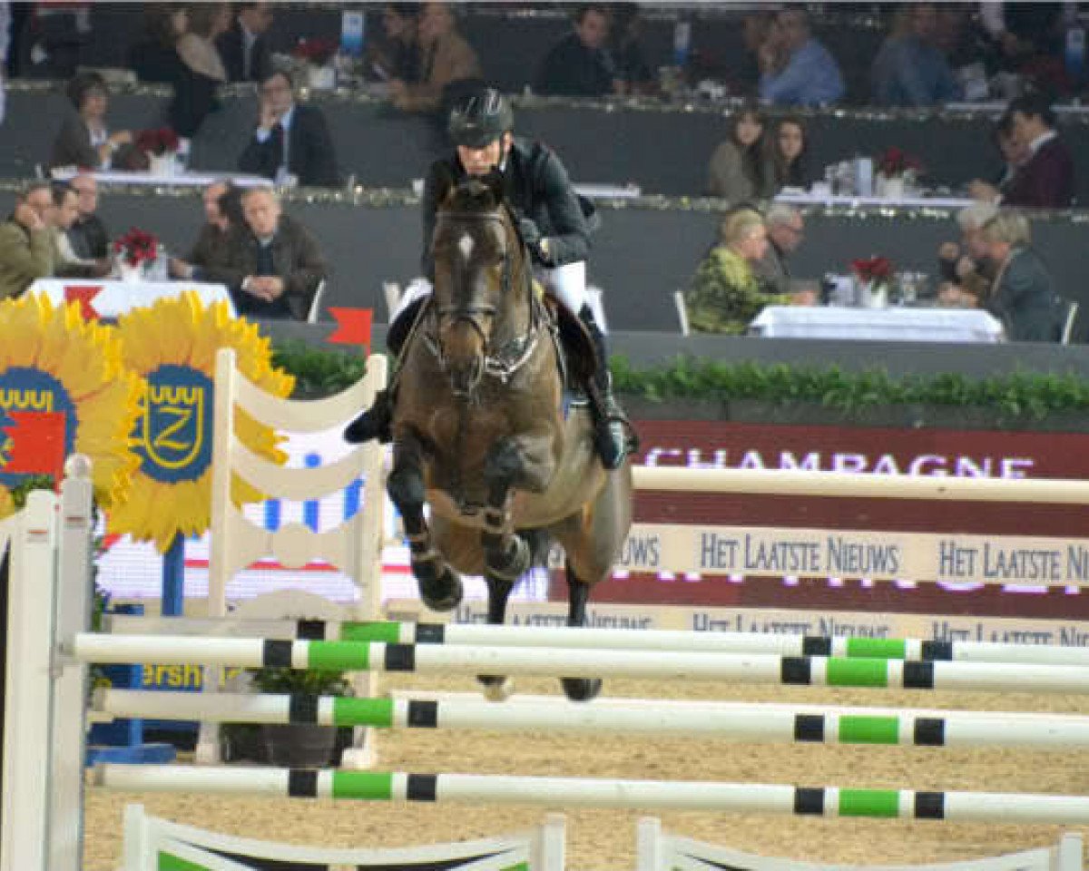 Deckhengst Esperanto van Paemel (Belgisches Warmblut, 2004, von Nonstop)