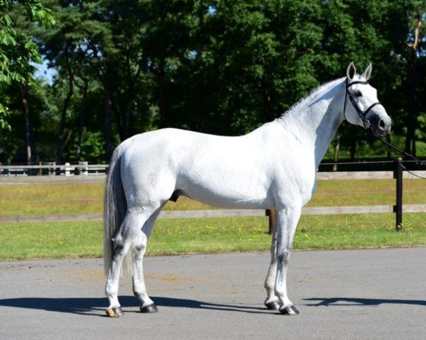 stallion Cicero Z van Paemel (Zangersheide riding horse, 2000, from Carthago)