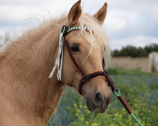 horse WYOMIING (Lusitano, 2010)