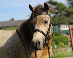 Zuchtstute Ariella of Baltic Sea (Shetland Pony, 2010, von Kaschmir Of Baltic Sea)