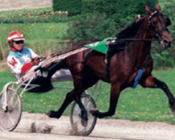 stallion S.J.'s Photo US-J-4013 (American Trotter, 1990, from Photo Maker 534AX (US))