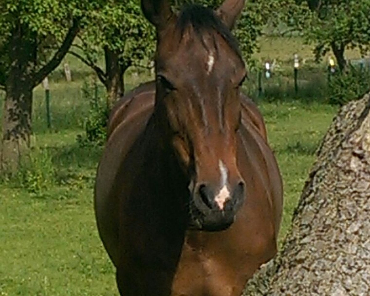 dressage horse Chiara 236 (Hanoverian, 2003, from Charming 8)