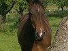 dressage horse Chiara 236 (Hanoverian, 2003, from Charming 8)