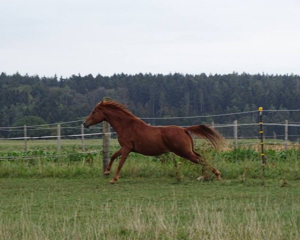 horse Cody (Quarab,  , from Ibn Baldaz ox)