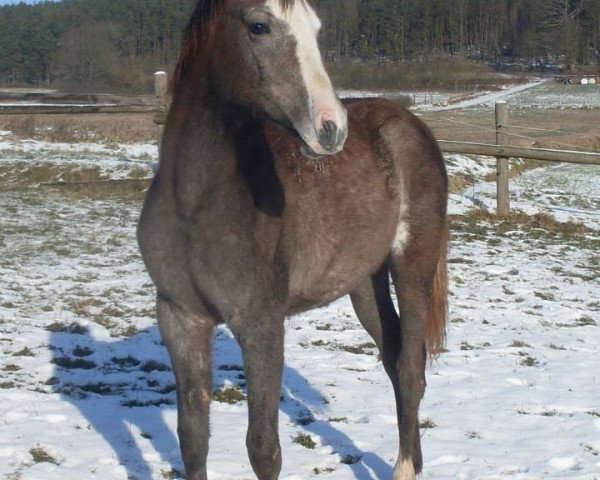 Pferd Maleka (Arabisches Halbblut / Partbred, 2014)