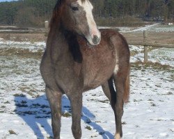 horse Maleka (Arab half breed / Partbred, 2014)